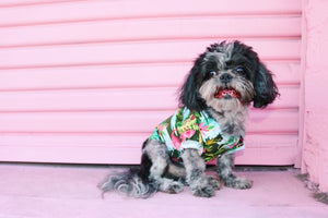 Chompers in the Flamingle Dog Shirt at the Museum of Ice Cream in DTLA.